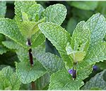 Mentha Spicata (Spearmint) leaf