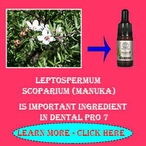 Leptospermum Scoparium 